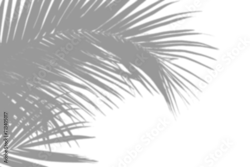Contrasting Palm Leaf Shadows on Transparent Background