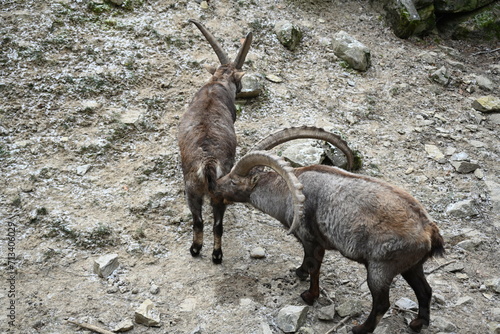 Capricorn couple in the mountains