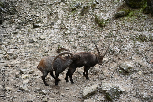 Capricorn couple in the mountains