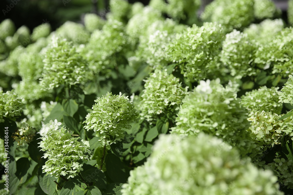 Blurred floral background, hydrangea flowers in the garden