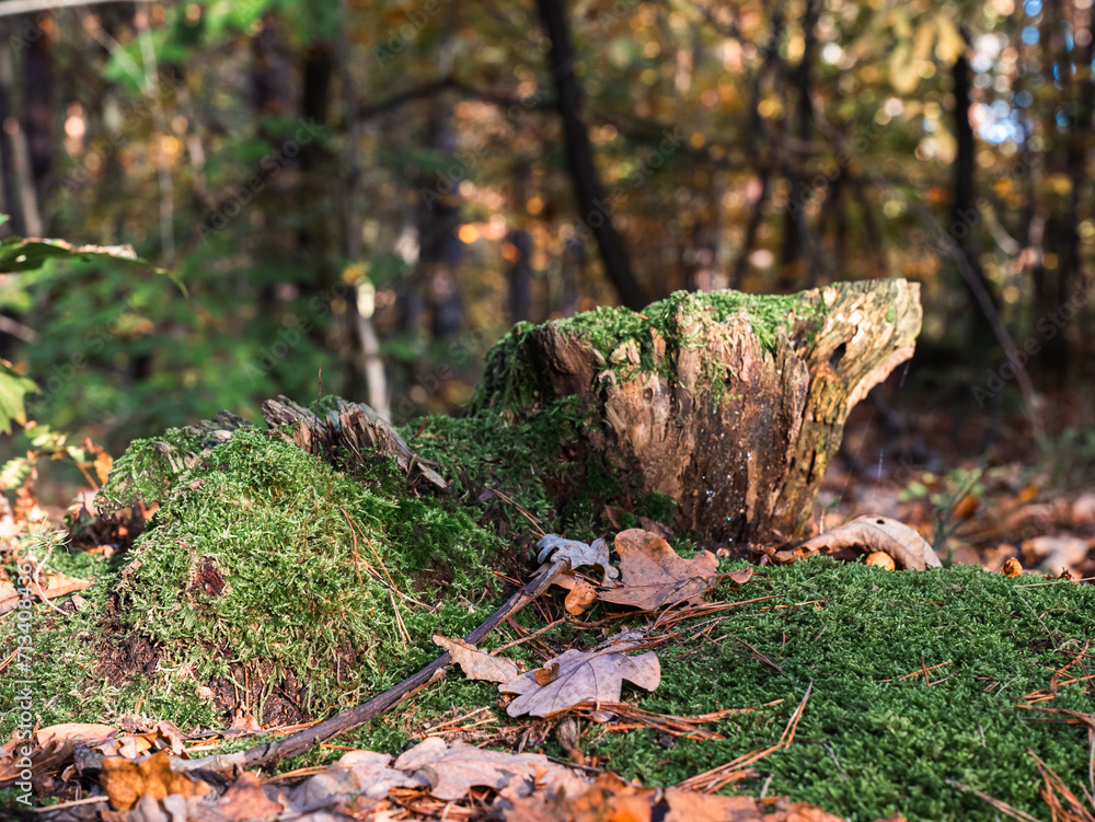 stump covered with moss in the forest in autumn stump covered with moss in the forest in autumn