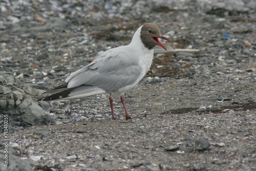 The hooded gull is one of the most common gulls. The species is widespread in the Palearctic zone