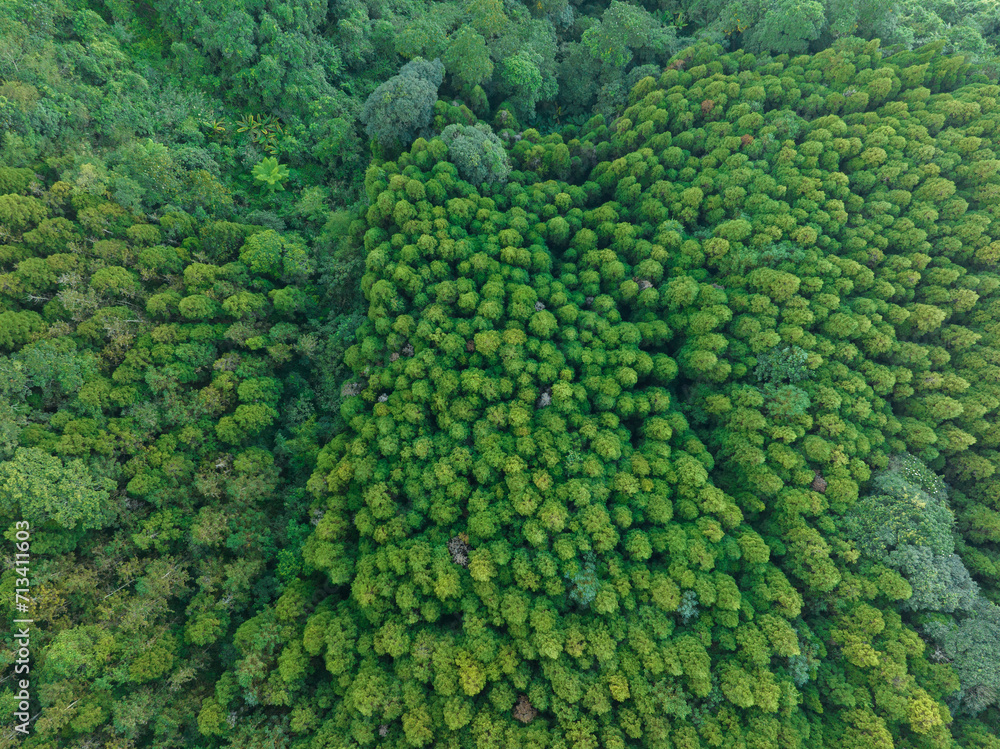 Top down view of the mountain forest