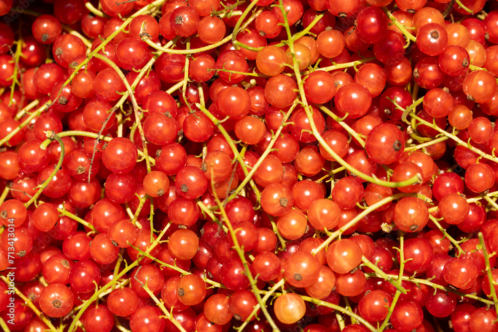 Red currant berries background ripe with bright sunshune light Red currant berries background ripe with bright sunshune light