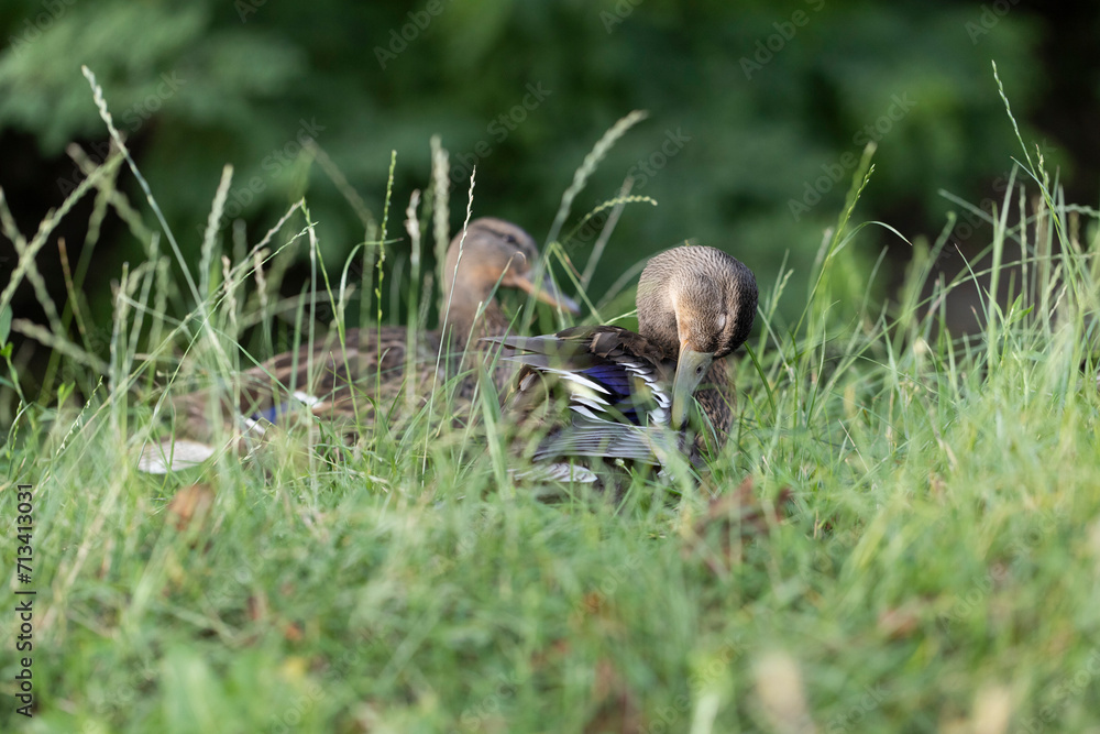 closeup portrait of mallard ducks females in green grass closeup portrait of mallard ducks females in green grass