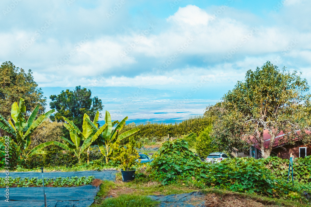 Coffee Farm in Maui Coffee Farm in Maui