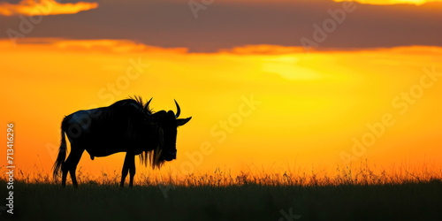 Silhouette of a Wildebeest Grazing at Sunset on the Savannah