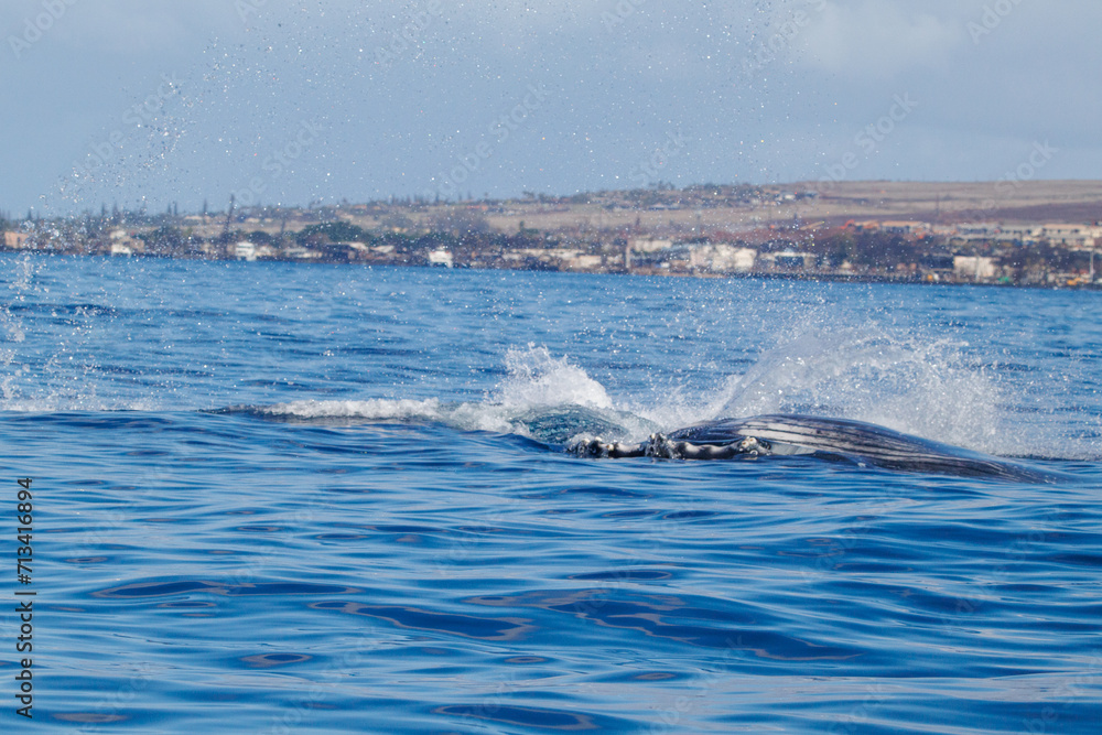 Fototapeta premium Whale splashing in front of Hawaiian Island