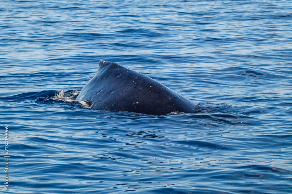 Fototapeta premium Whale splashing in front of Hawaiian Island