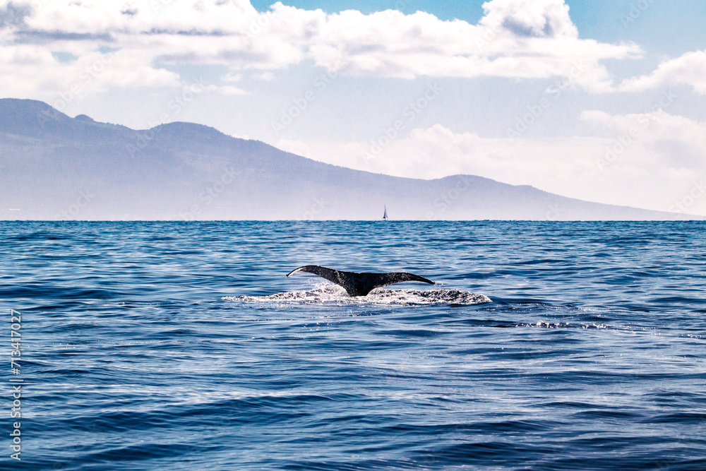 Fototapeta premium Whale splashing in front of Hawaiian Island