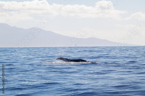 Whale splashing in front of Hawaiian Island