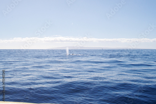 Whale watching