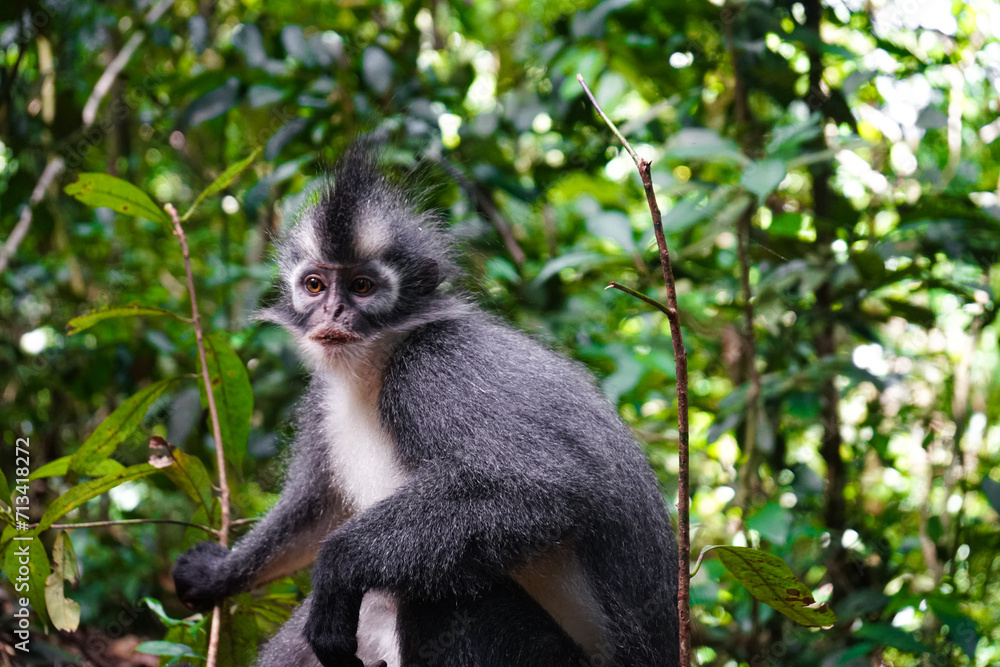 Thomas monkey posing in the trees of bukit lawang sumatra indonesia