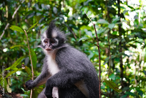 Thomas monkey posing in the trees of bukit lawang sumatra indonesia