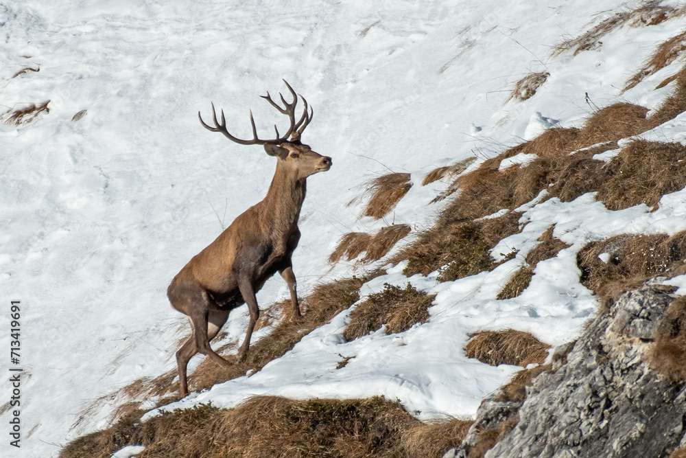 Massive Red deer stag (Cervus elpahus) in winter landscape climbing a snowy slope, Alps, Italy.