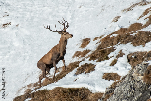 Obraz na płótnie Massive Red deer stag (Cervus elpahus) in winter landscape climbing a snowy slope, Alps, Italy. w salonie