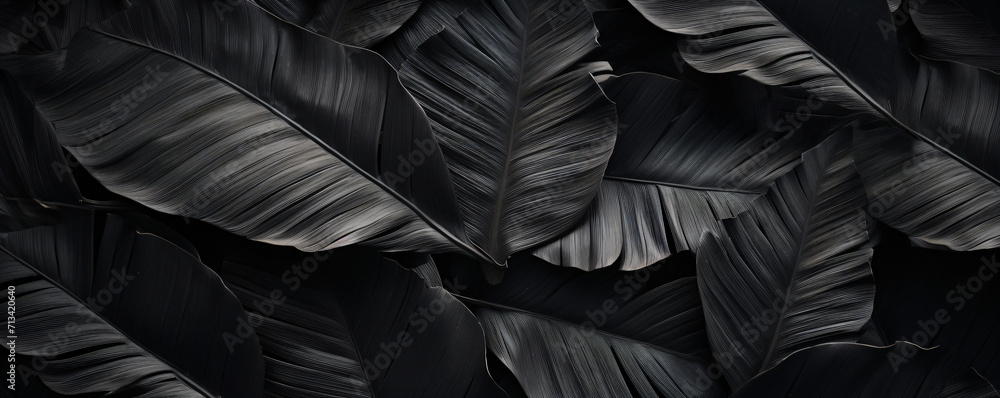 Fototapeta premium background black leaves, exotic, jungle