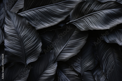 background black leaves, exotic, jungle © RemsH