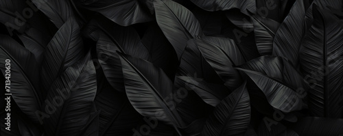 background black leaves, exotic, jungle photo