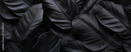 background black leaves, exotic, jungle