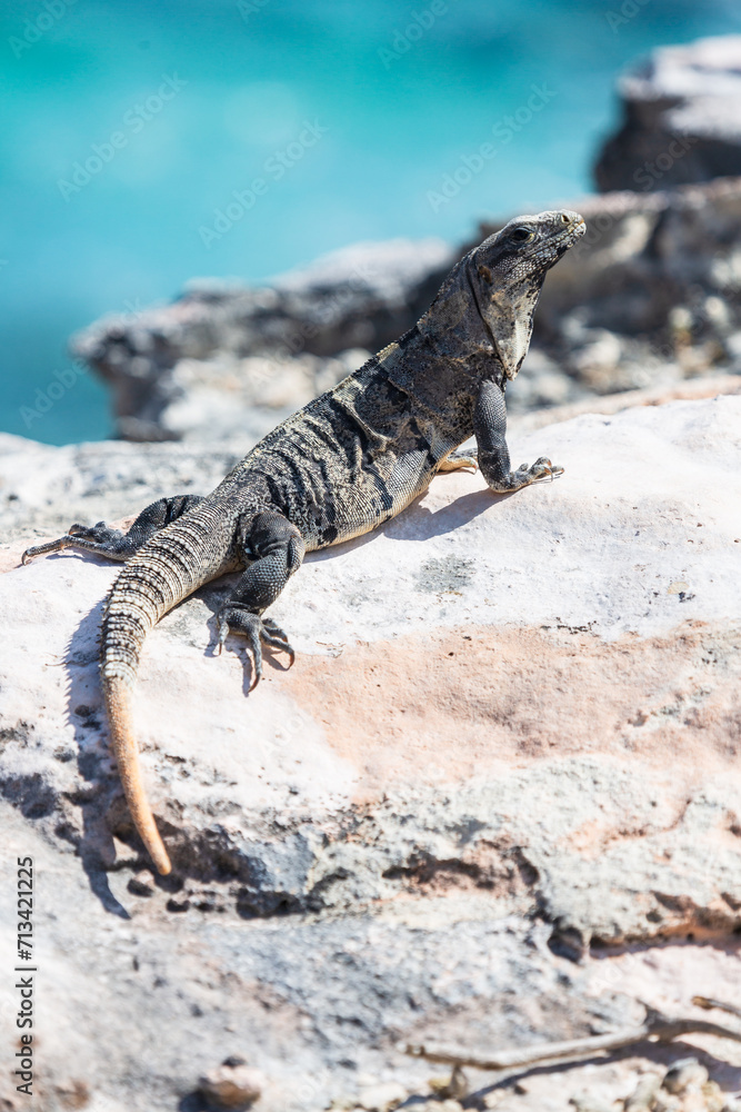 Iguana lizard on a cliff above the sea on Isla Mujeres, Yucatan peninsula, Mexico. Close-up portrait Iguana lizard on a cliff above the sea on Isla Mujeres, Yucatan peninsula, Mexico. Close-up portrait