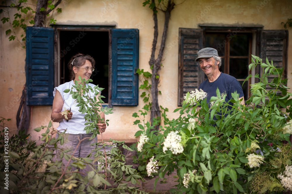 Senior Farmer Couple Harvesting Elder Tree Flowers to Make from them a Refreshing Summer Drink Popular in Slovenia Senior Farmer Couple Harvesting Elder Tree Flowers to Make from them a Refreshing Summer Drink Popular in Slovenia
