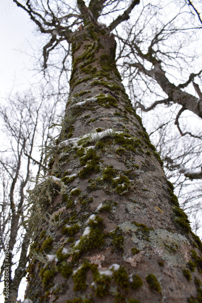 Fototapeta premium trunk of a tree in the winter under the snow