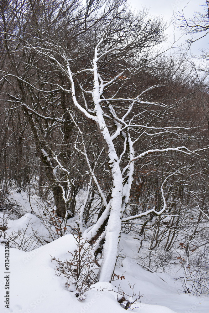 tree in the snow