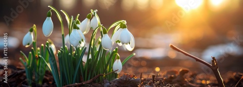 white snowdrop flowers bloom outdoors with sunlight bokeh background #713424485