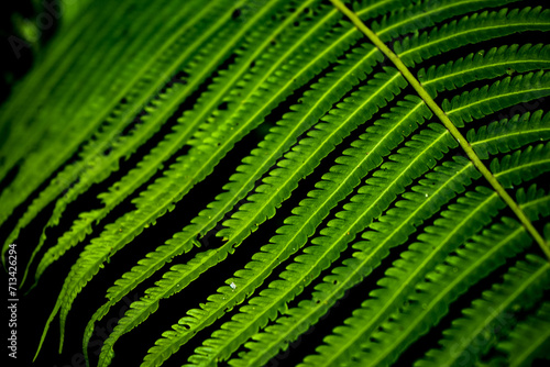close up of green fern leaves wallpaper background