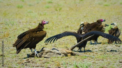 Three lappet-faced vultures or Nubian vultures (Torgos tracheliotos ) eating dead body of an antelope. photo