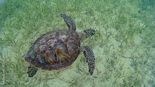 Loggerhead sea turtle seen from above swimming along the sea floor off the coast of Key West, Florida, USA