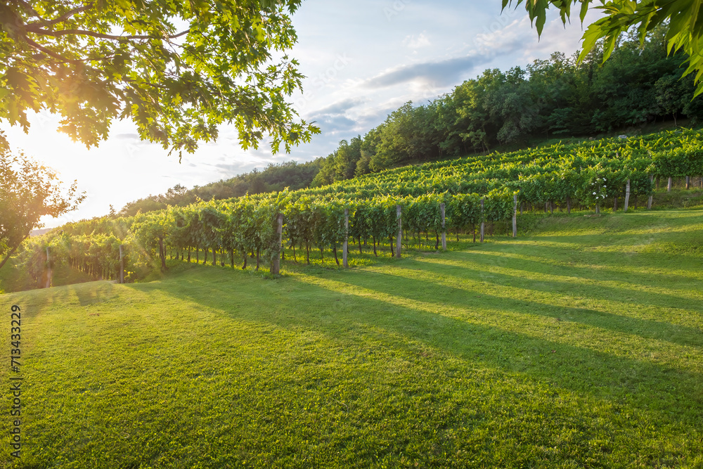 Picturesque vineyard in Vipava valley, Slovenia.