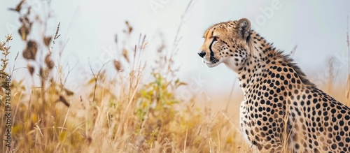Free State Cheetah Noticing another Cheetah close by. Copy space image. Place for adding text photo
