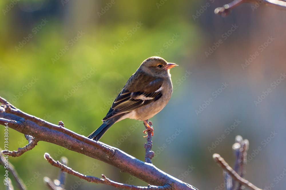 Fototapeta premium A spring sparrow taking all the heat from the sun