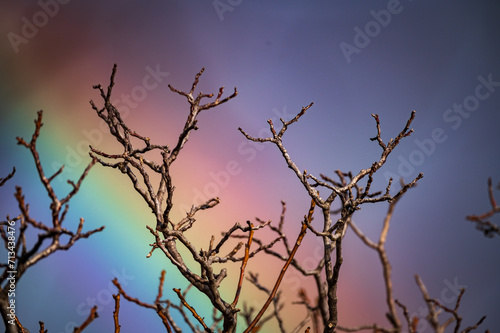 Unique Tree branches with the rainbow in the background