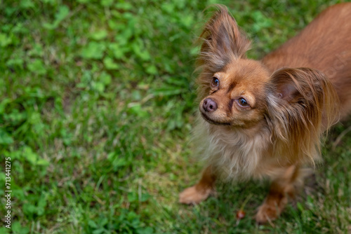 Close-up portrait of a cute red Russian Longhair Toy Terrier playing in the grass. Copy space 