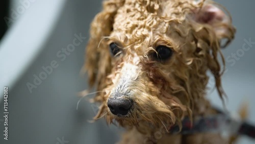 A toy poodle dog is washed in a bathtub in an animal grooming salon.