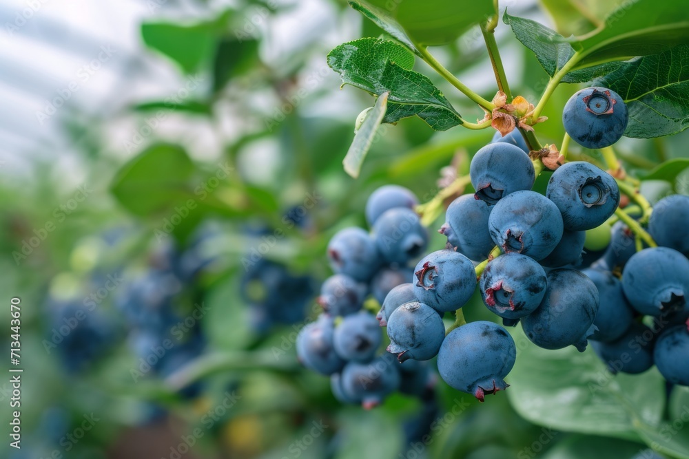 Growing blueberry harvest and producing vegetables cultivation. Concept of small eco green business organic farming gardening and healthy food Growing blueberry harvest and producing vegetables cultivation. Concept of small eco green business organic farming gardening and healthy food