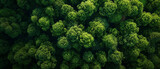 An aerial view reveals a lush forest canopy, a verdant sea of treetops painting a tranquil green tapestry