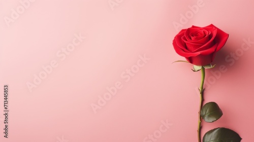 Red rose with anniversary  Valentine s day and love theme