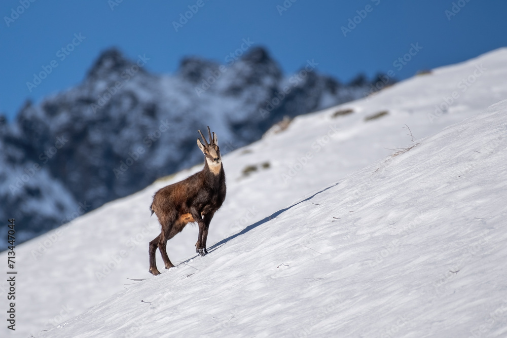 Alpine chamois (Rupicapra rupicapra) standing on a steep snowy slope in amazing winter landscape with snow covered mountains in the background, Alps Mountains, Italy, January.