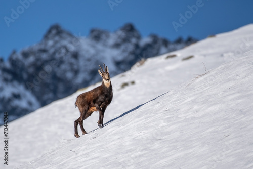 Obraz na płótnie Alpine chamois (Rupicapra rupicapra) standing on a steep snowy slope in amazing winter landscape with snow covered mountains in the background, Alps Mountains, Italy, January. w salonie