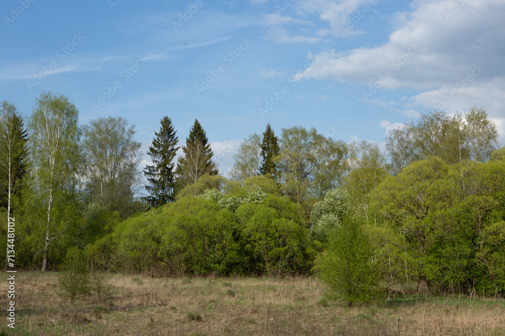 Spring forest landscape with blue sky. Background with trees and bushes for publication, poster, calendar, post, screensaver, wallpaper, postcard, banner, cover. High quality photo