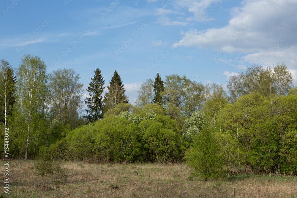 Spring forest landscape with blue sky. Background with trees and bushes for publication, poster, calendar, post, screensaver, wallpaper, postcard, banner, cover. High quality photo Spring forest landscape with blue sky. Background with trees and bushes for publication, poster, calendar, post, screensaver, wallpaper, postcard, banner, cover. High quality photo