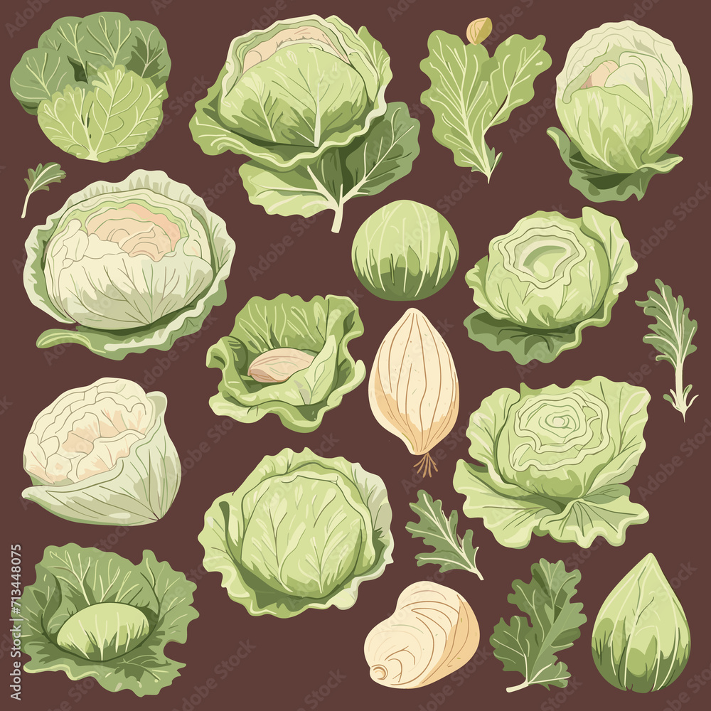 Set of handdrawn cabbage part of an Autumn collection featuring flat style elements isolated on Set of handdrawn cabbage part of an Autumn collection featuring flat style elements isolated on