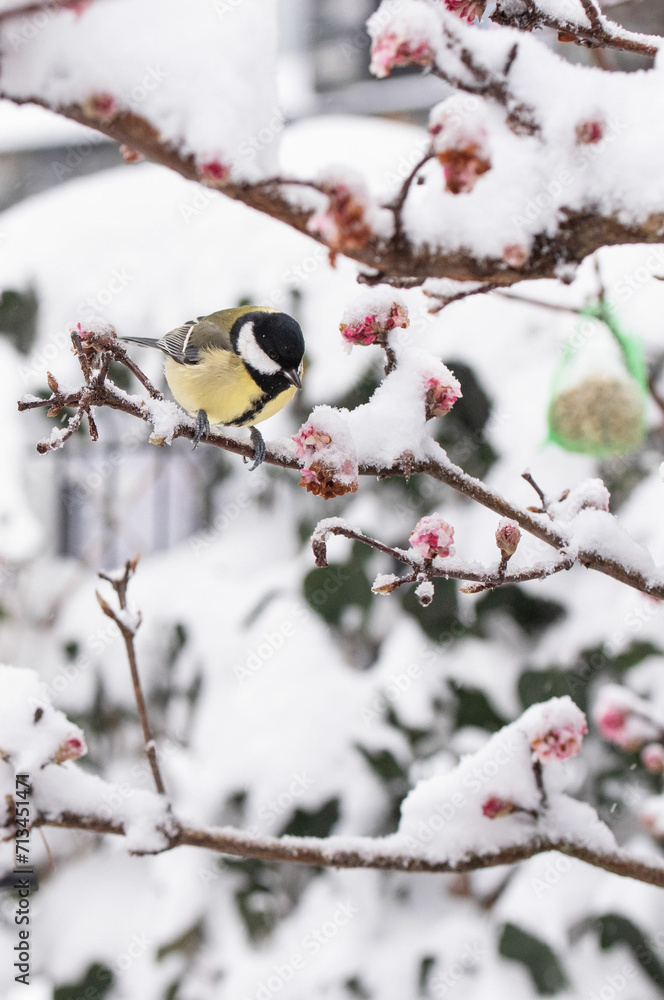 Great tit bird sitting on flowering bush on a snowy winter day 