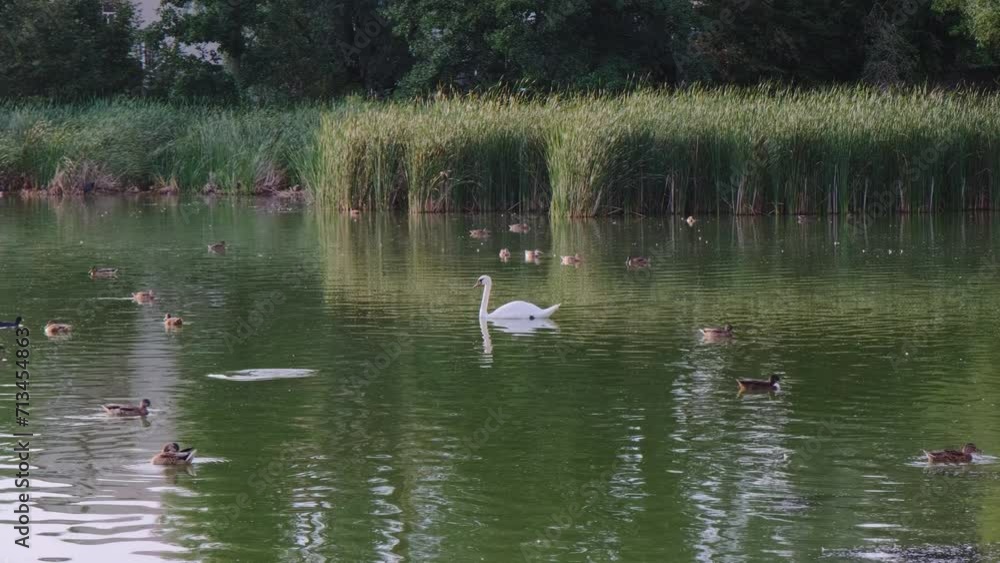 Beautiful swans and ducks swim in perfect calm sea lake at sunset. Cleaning feathers and pecks diving birds silhouettes in shimmering water golden hour Beautiful swans and ducks swim in perfect calm sea lake at sunset. Cleaning feathers and pecks diving birds silhouettes in shimmering water golden hour