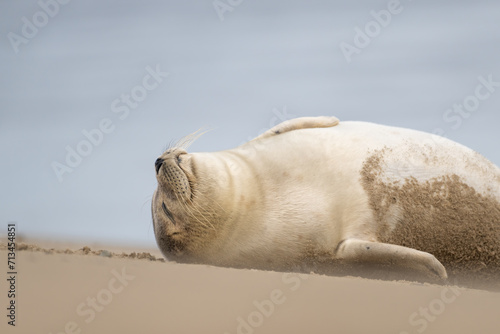 Close up portrait of very cute Harbor Seal (Phoca vitulina) in natural environment on the beach of The Netherlands. Wildlife.