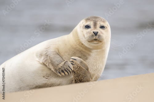 Close up portrait of very cute Harbor Seal (Phoca vitulina) in natural environment on the beach of The Netherlands. Wildlife. © Tim
